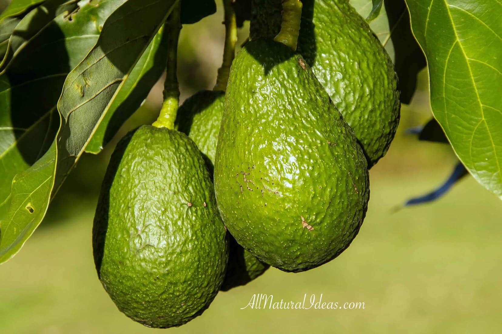 Avocados have many health benefits which makes them a perfect food to consume regularly. Check out some of the top reasons to eat avocados.