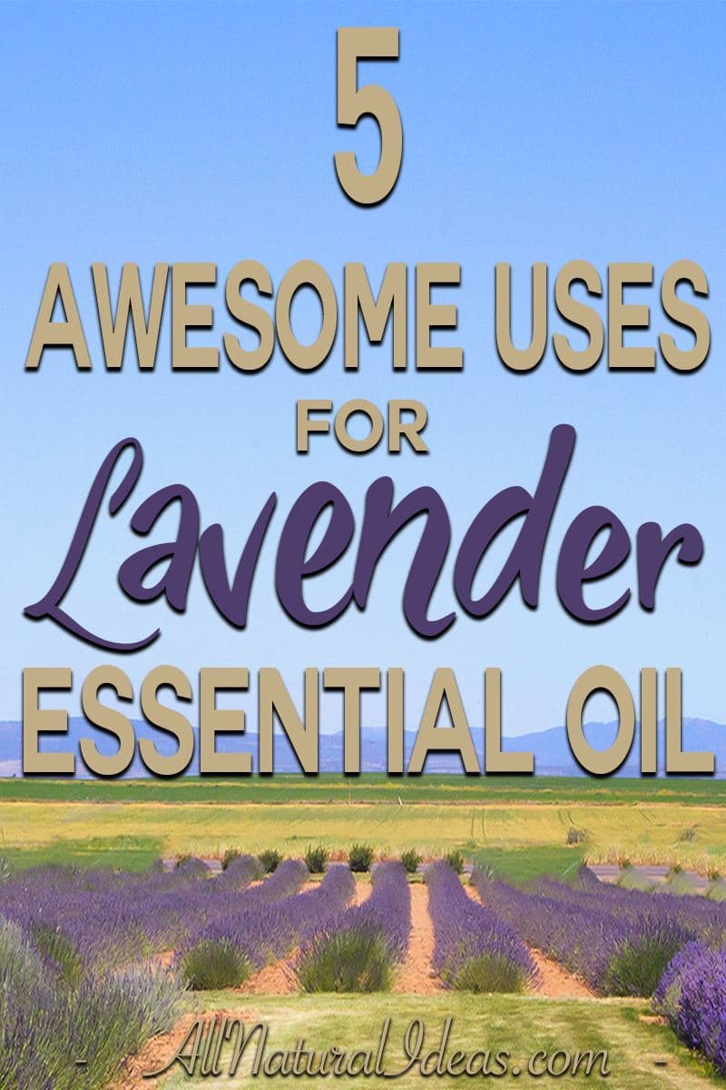 Lavender Essential Oil Uses