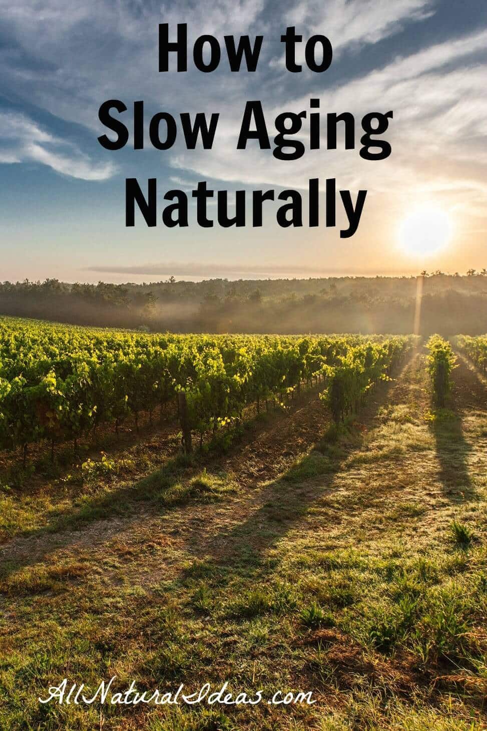 Getting tired of feeling old? Is age taking a toll on your physical and mental health? Learn how to slow aging naturally to feel young again!