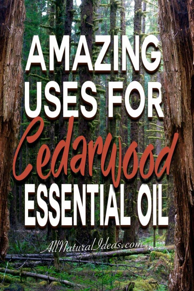 There are so many amazing cedarwood essential oil uses. If you have room in your oil collection, here are some top uses for cedarwood essential oil.
