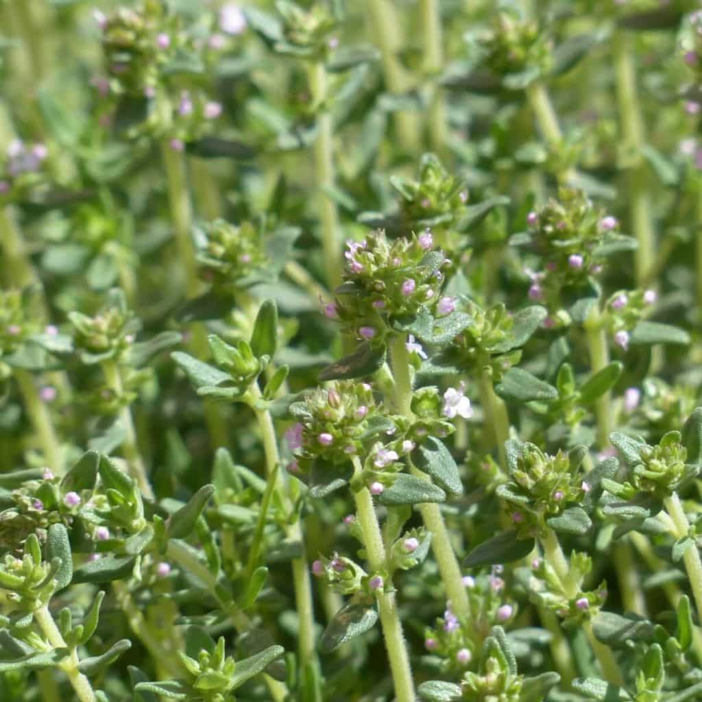 Thyme has been used as a medicinal herb for centuries. What are the thyme essential oil uses and benefits? Are the health benefits clinically proven? | allnaturalideas.com