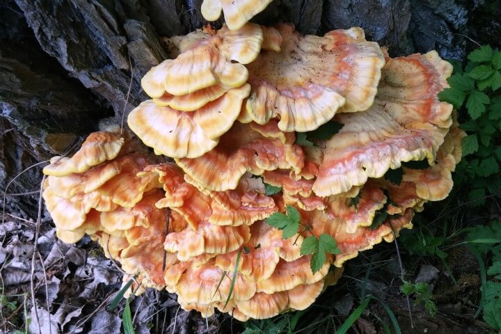 Drugs may not be necessary to lower cholesterol. It can be done naturally. Let's take a look at how to lower your cholesterol naturally with proven methods. | allnaturalideas.com