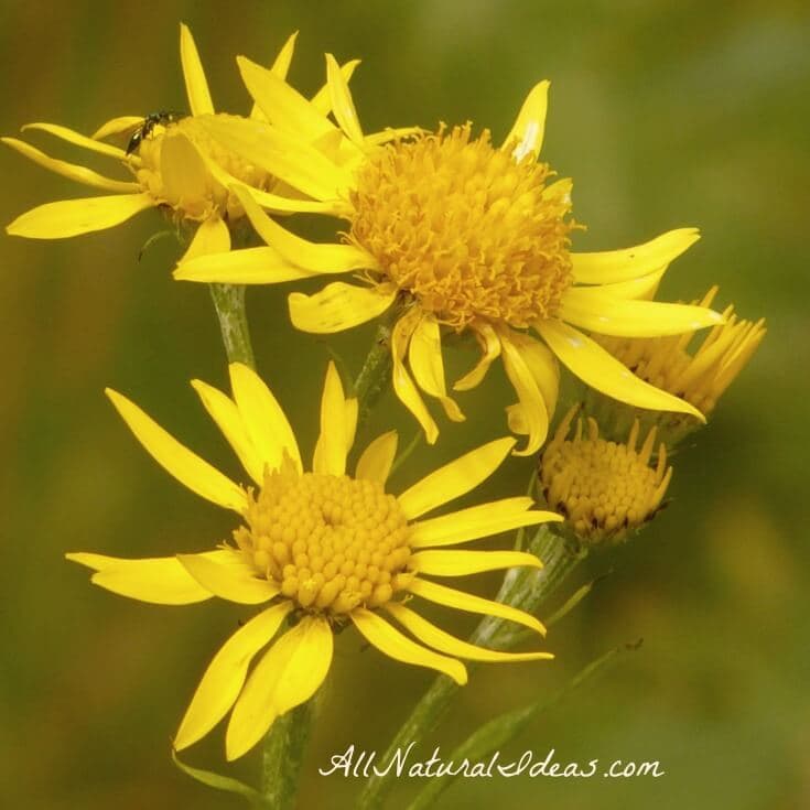 Natural Medicine Cabinet Essentials