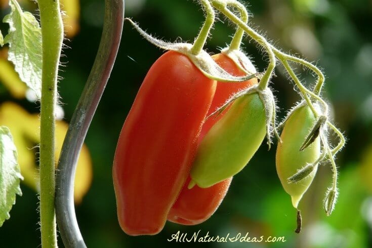 Nightshade vegetables and arthritis