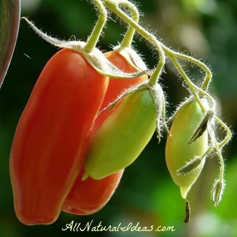 Nightshade vegetables and arthritis