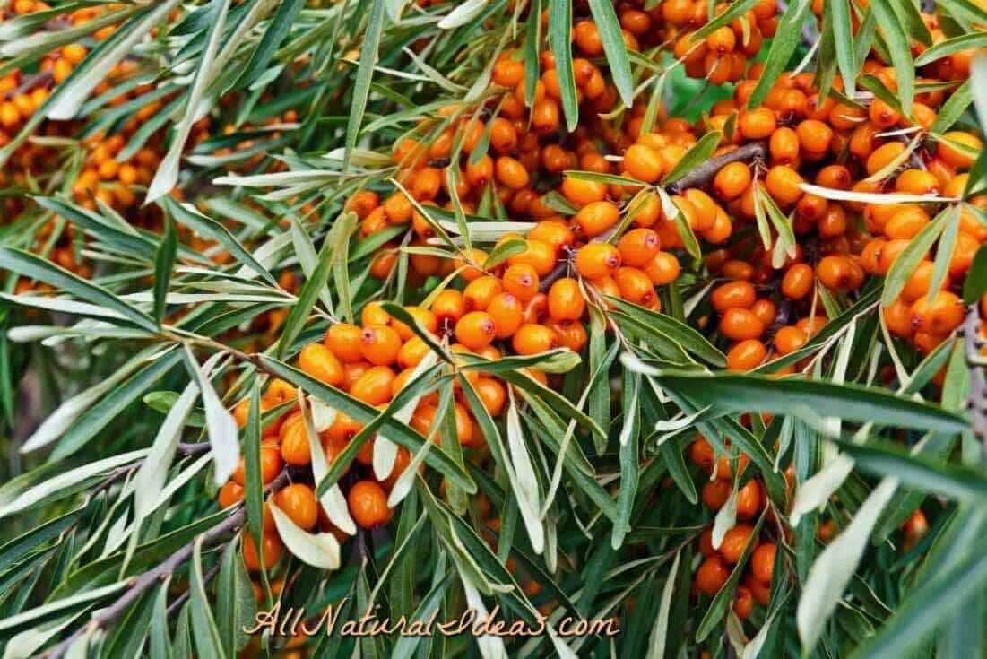 Omega 7 weight loss supplements side effects