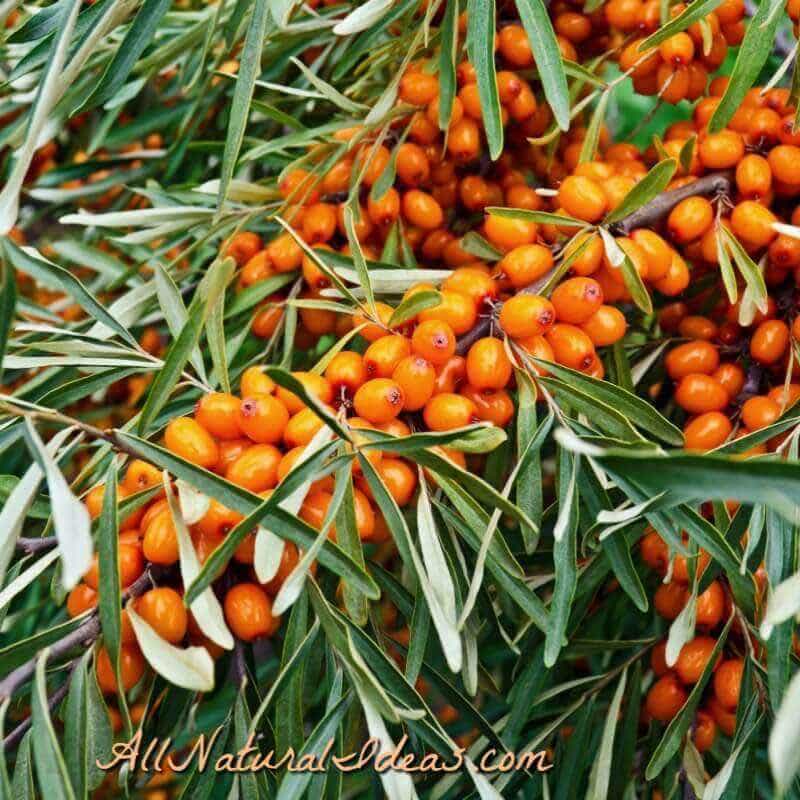 Omega 7 weight loss supplements side effects