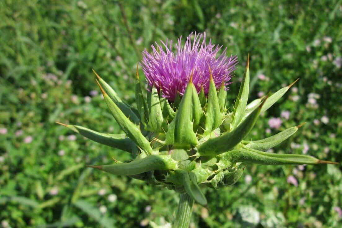 Should you use fenugreek and blessed thistle for lactation?