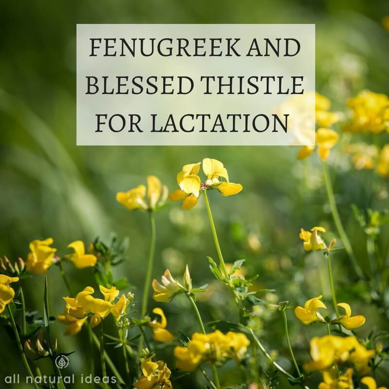 Fenugreek and blessed thistle for lactation