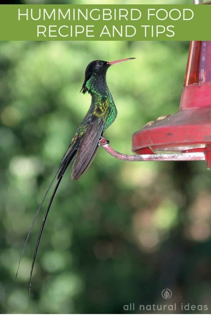 Simple hummingbird food recipe and tips