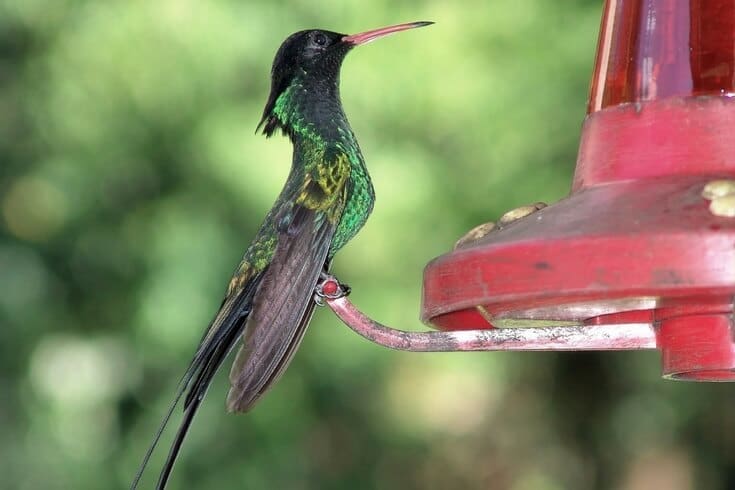 Easy hummingbird food recipe