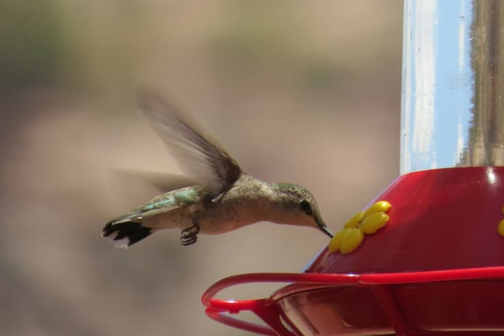 DIY hummingbird food recipe
