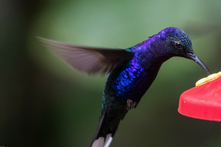 Simple hummingbird food recipe