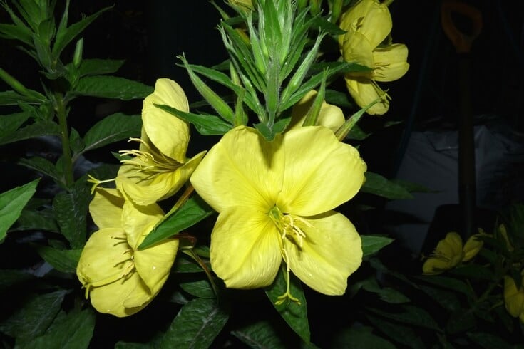 Evening primrose - one of the best essential oils for eczema