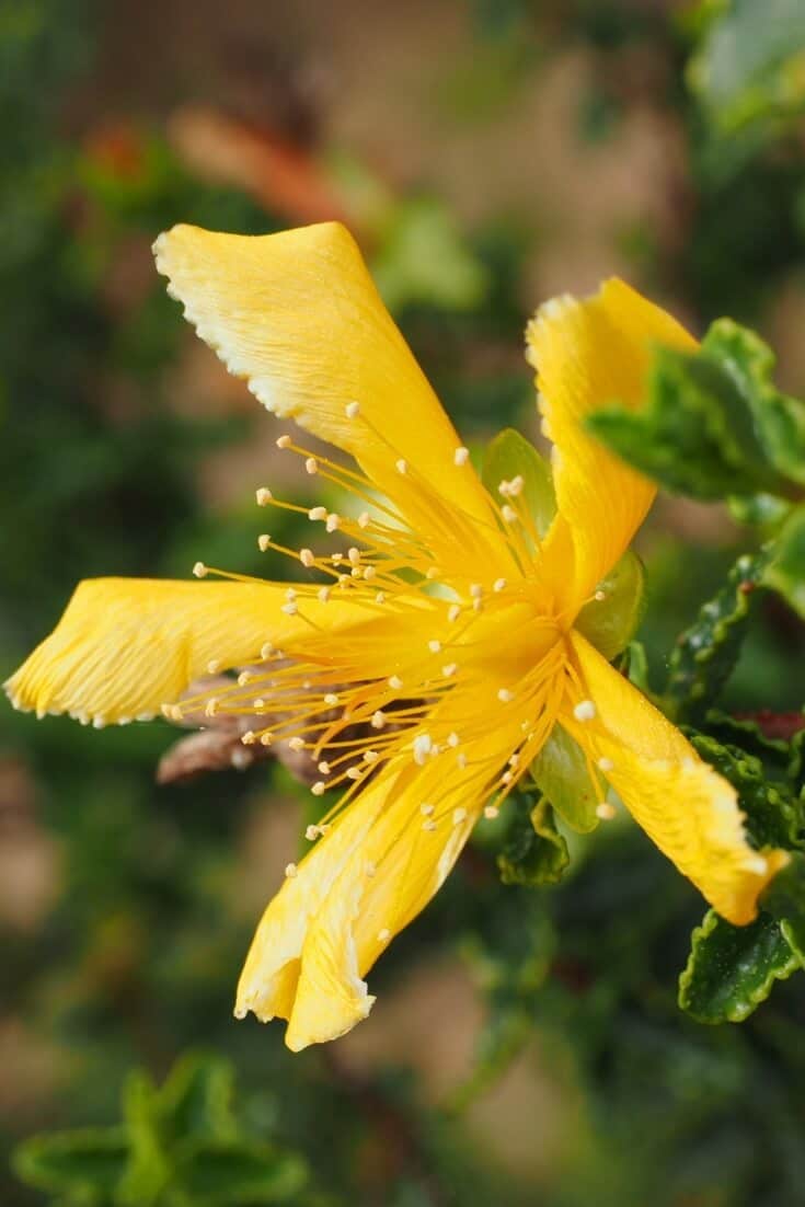 St. John's Wort oil