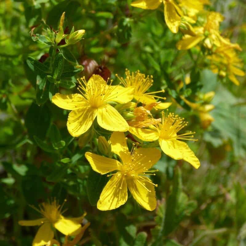 St. John's Wort oil