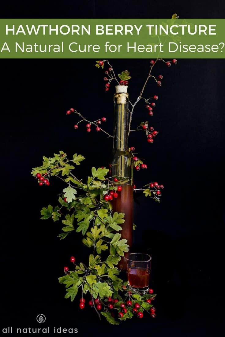 Hawthorn berry tincture - A Natural Cure for Heart Disease?