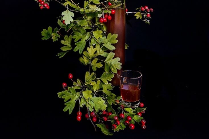 Hawthorn berry tincture