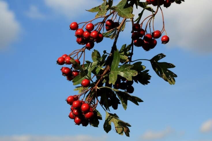 Hawthorn berry tincture