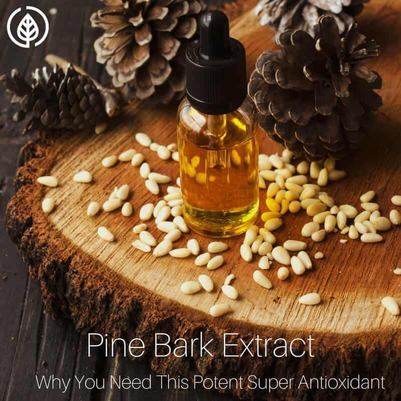 Pine bark extract might just be one of the most powerful antioxidants on the planet. Learn about its health benefits and why not all extracts are equal.