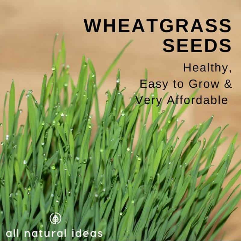 Wheatgrass seeds can easily sprout and turn into wheatgrass shots. Learning how to grow your own is easy and will save you lots of money.