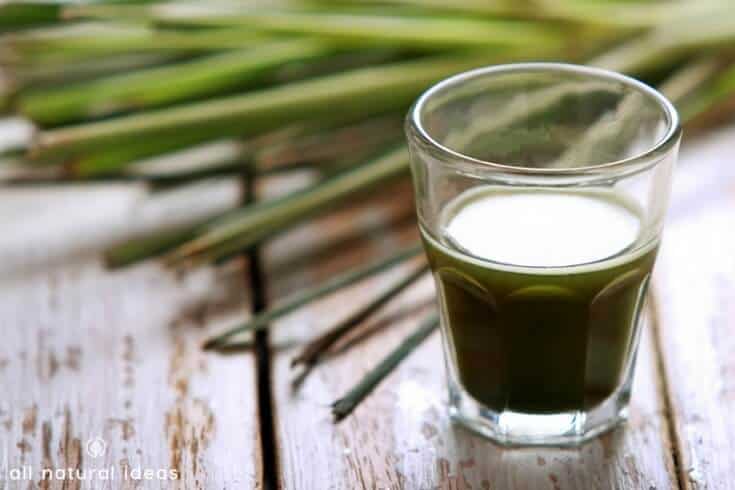 Wheatgrass seeds can easily sprout and turn into wheatgrass shots. Learning how to grow your own is easy and will save you lots of money.