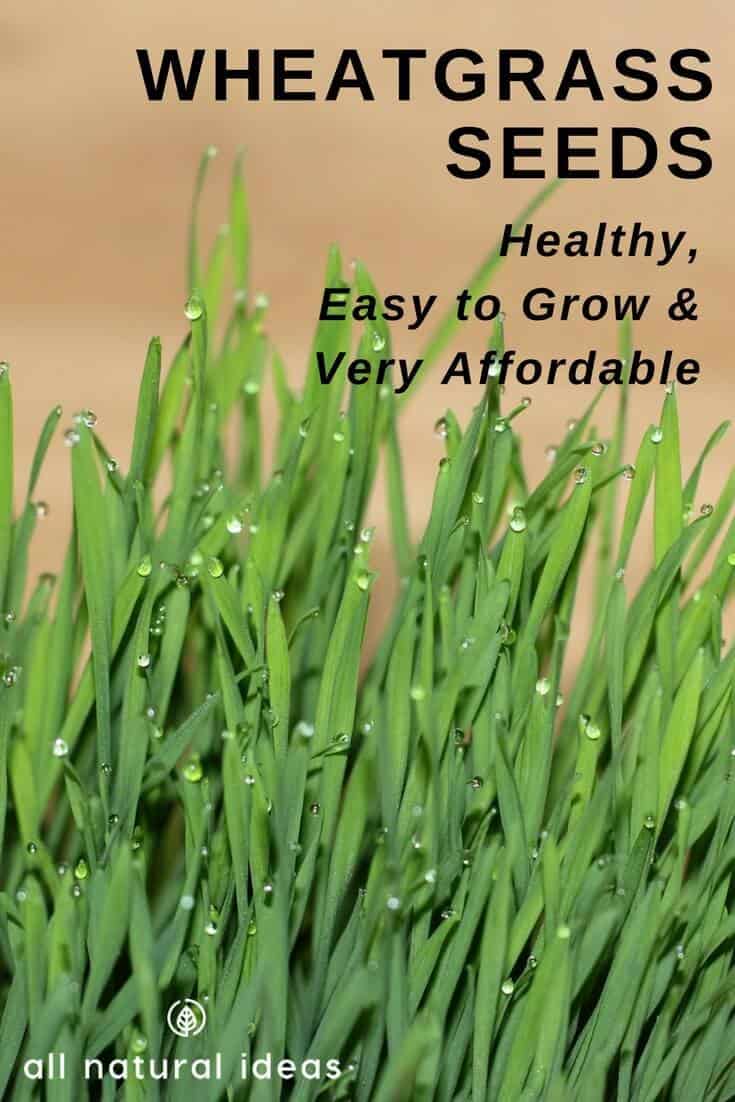 Wheatgrass seeds can easily sprout and turn into wheatgrass shots. Learning how to grow your own is easy and will save you lots of money.