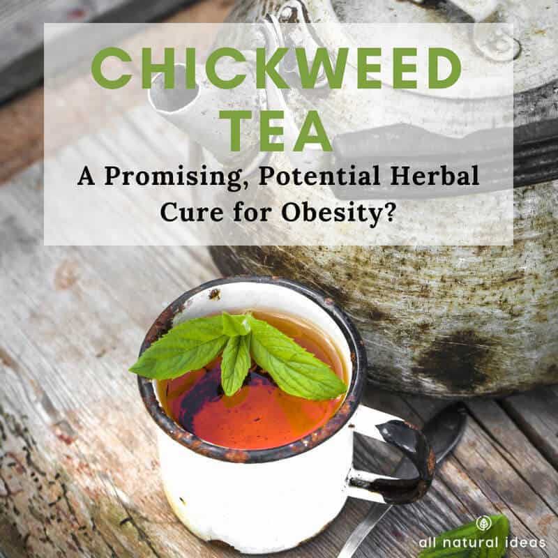 Chickweed tea might help you lose weight. Especially if your weight gain is caused by hormone replacement therapy or progesterone creams. There’s research to support the use of this herb for its anti-obesity effects and other health benefits….