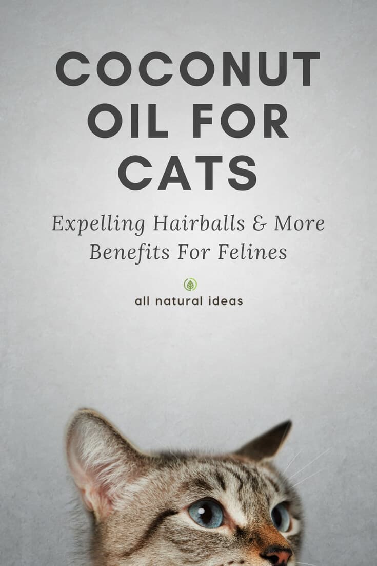 You probably know that coconut oil offers many health benefits. But did you know coconut oil for cats is a thing? Yes, even your feline best friend can reap the health benefits. Learn more about coconut oil for cats….