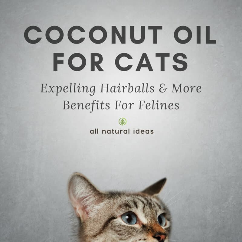 You probably know that coconut oil offers many health benefits. But did you know coconut oil for cats is a thing? Yes, even your feline best friend can reap the health benefits. Learn more about coconut oil for cats….