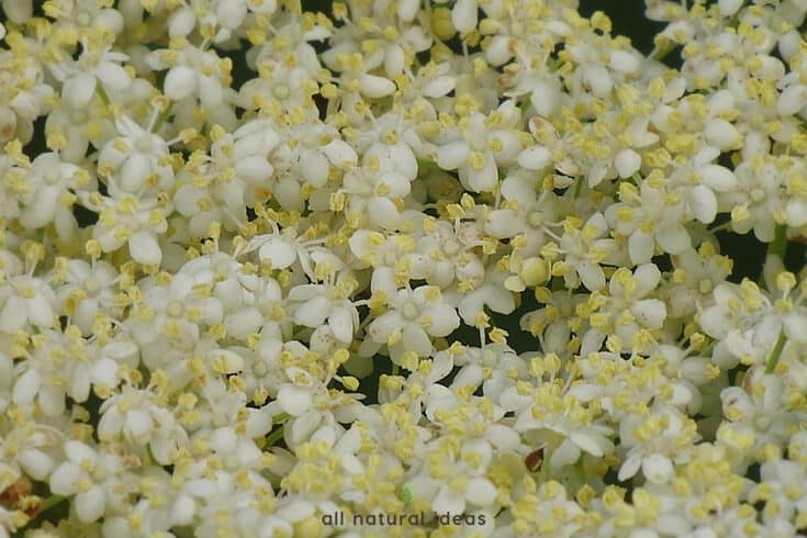 elderflowers