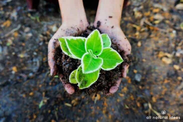 Love to get your hands dirty in the soil? If you’re not familiar with humic acid, get to know it. It’s like a natural steroid for plant growth. And it works by promoting hormone activity in plants.