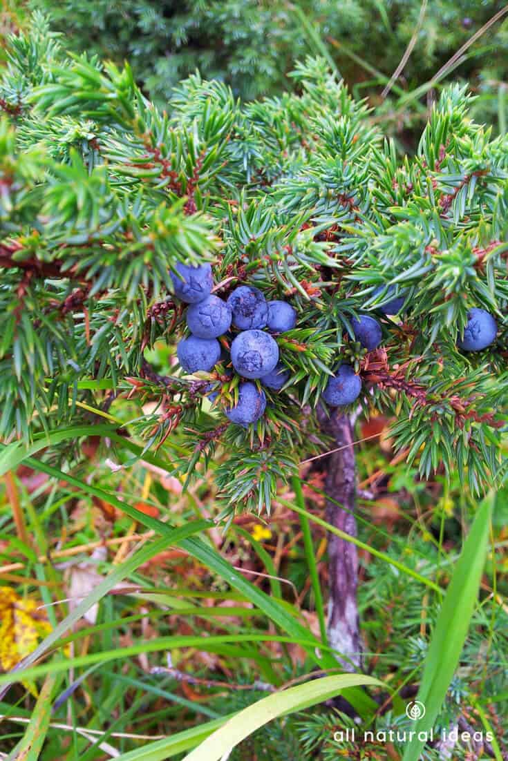Juniper berry oil is a strong germ killer. But can simply taking a whiff of its essential oil really help you lose weight? Or, is this just natural healthy quackery at its most absurd?