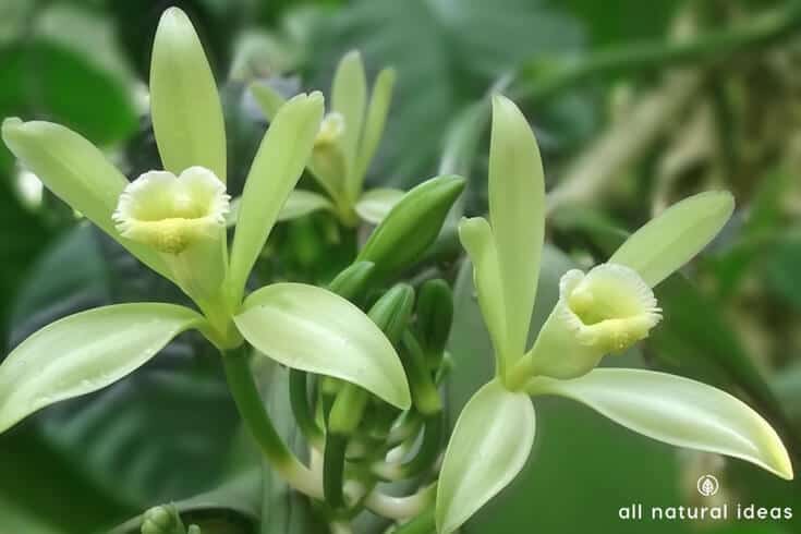 Best known as an ingredient in baking recipes and as one of the most popular ice cream flavors, vanilla, it turns out offers many health benefits. However, you don’t get the health benefits from eating lots of ice cream. Rather, by using vanilla essential oil….
