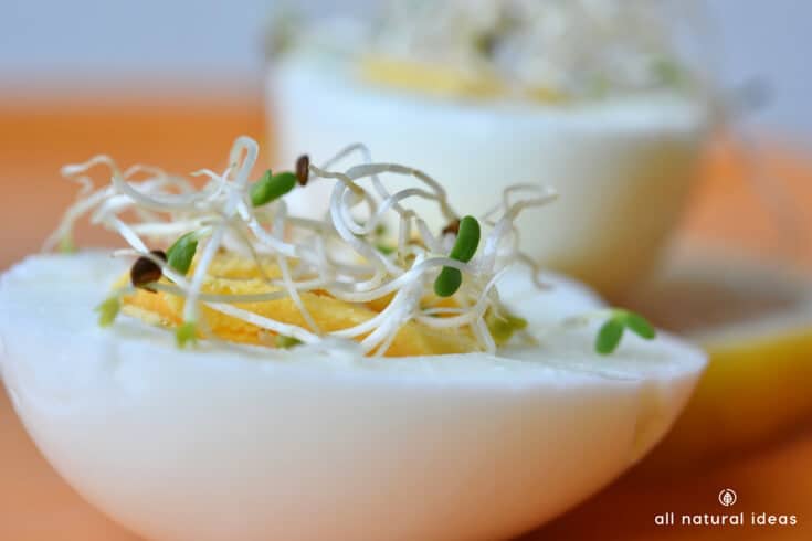 Arguably considered the healthiest topping to put on a sandwich, sprouts are loaded with nutrition. But with several reports of contamination, is it worth it to grow alfalfa sprouts?