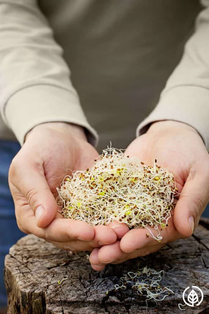 Arguably considered the healthiest topping to put on a sandwich, sprouts are loaded with nutrition. But with several reports of contamination, is it worth it to grow alfalfa sprouts?