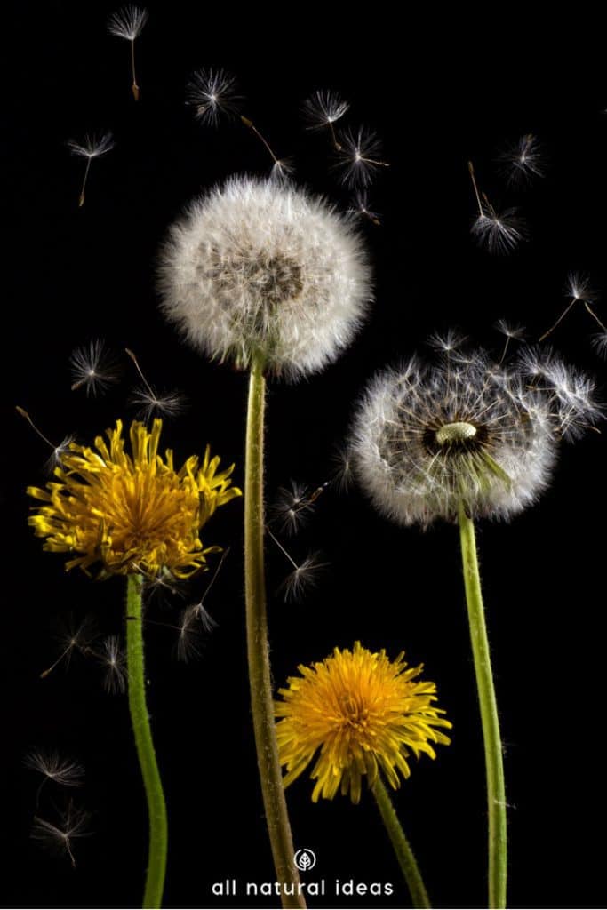 Organic dandelion root tea benefits include everything from improving lactation to killing aggressive cancer cells. It’s been used for at least a couple thousand years in Chinese medicine. If you love herbal tea, make room for this one in your pantry.