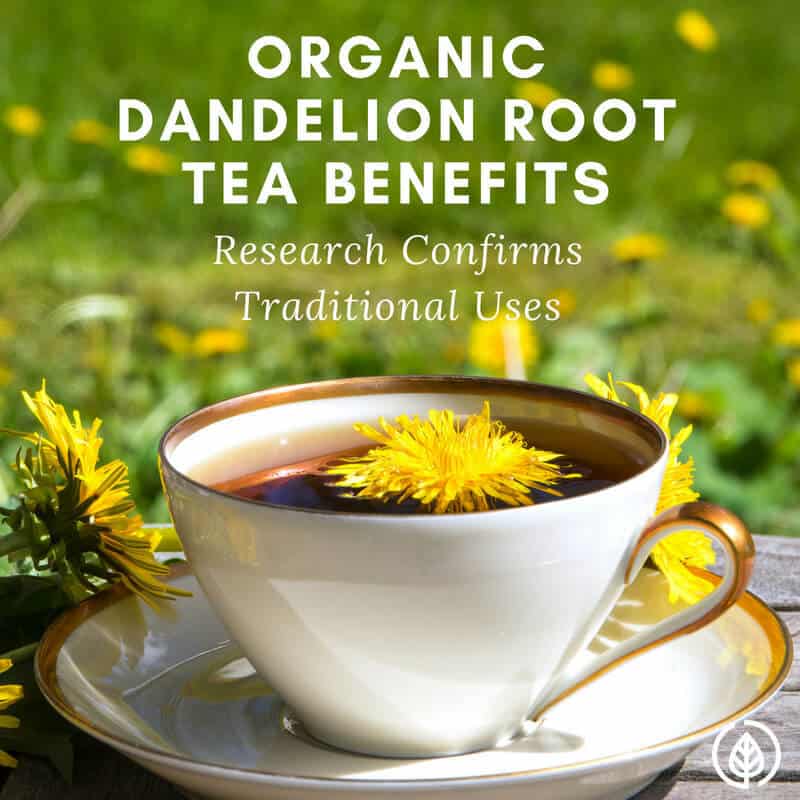 Organic dandelion root tea benefits include everything from improving lactation to killing aggressive cancer cells. It’s been used for at least a couple thousand years in Chinese medicine. If you love herbal tea, make room for this one in your pantry.