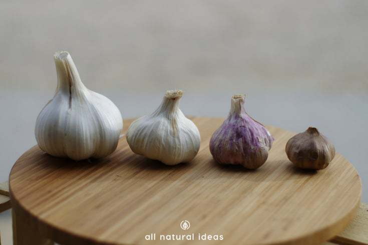 Like the taste of garlic but not the way it leaves your breath smelling? What if you can enjoy the taste without the bad breath? That’s one of the many fermented black garlic benefits.