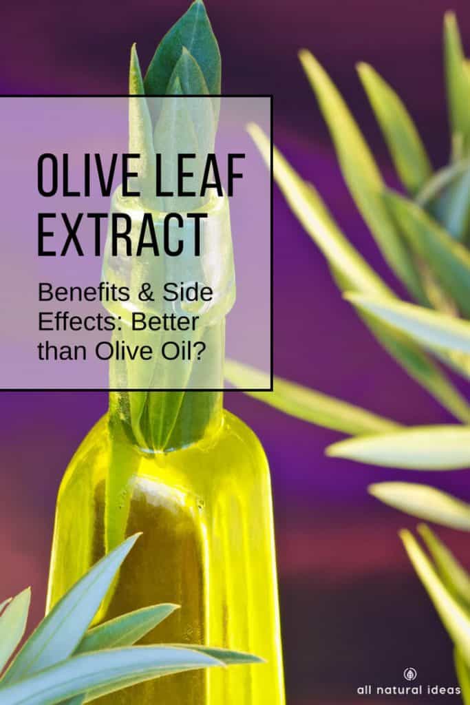 Olive leaf extract benefits and side effects include many of the former and few, if any, of the latter. In fact, it might even be better for your health than the oil.