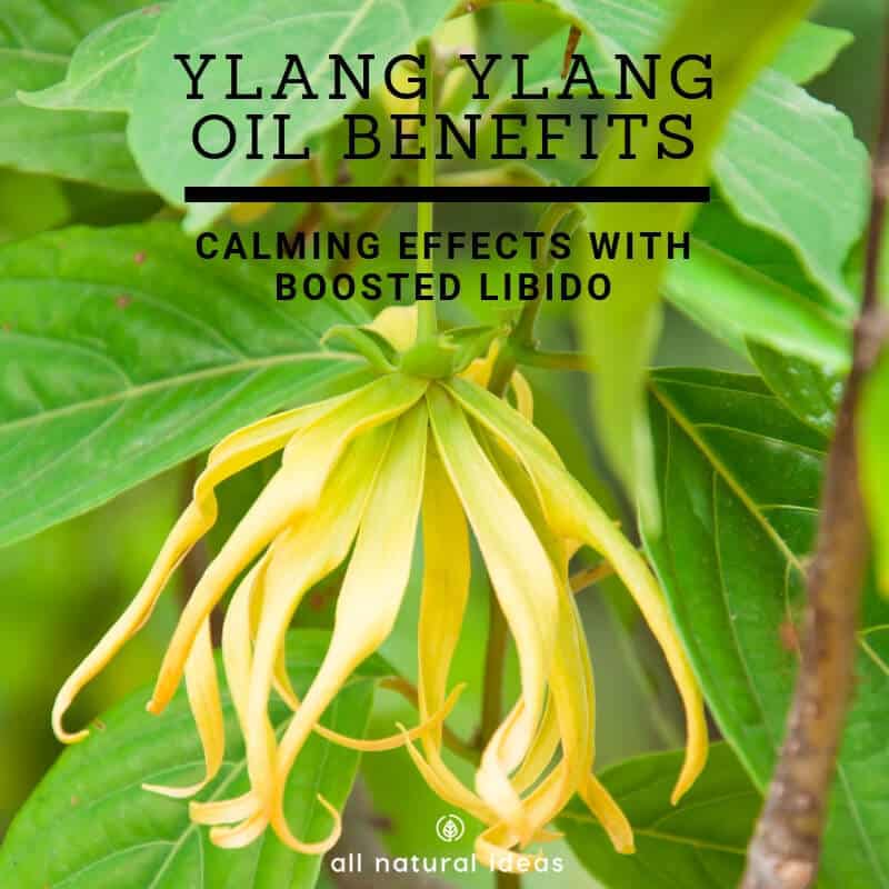 Ylang ylang oil benefits are numerous, including helping you relax and reduce stress, and possibly even boosting your sex drive.