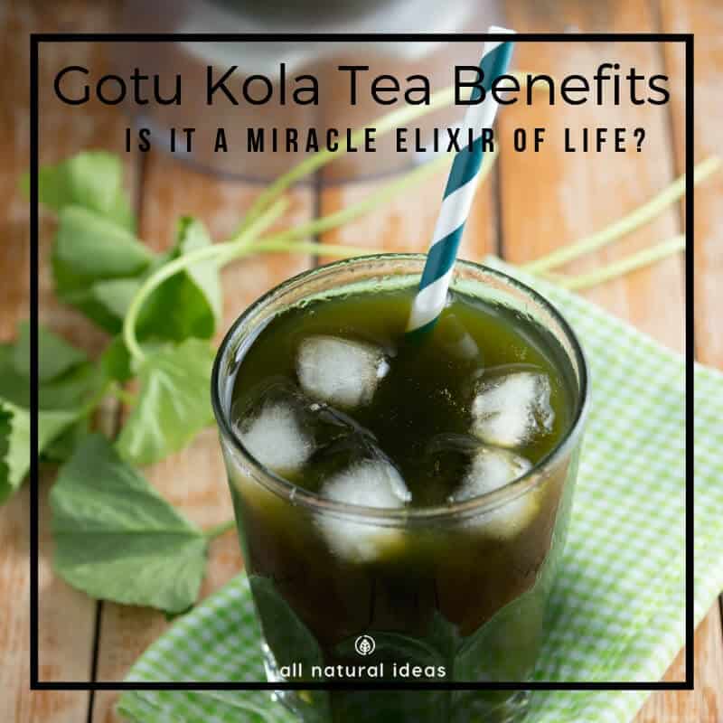 Gotu kola tea benefits are numerous unlike the "cola" you probably grew up drinking. For thousands of years, traditional Chinese healers have considered this herbal medicine a "miracle elixir of life."