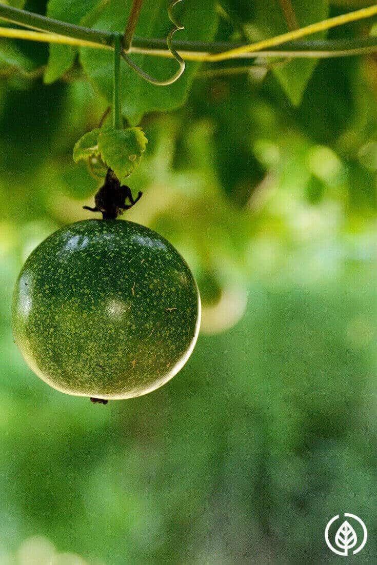 Pure maracuja oil benefits (passion fruit) include moisturizing skin, nourishing hair, reducing anxiety and promoting deeper sleep....