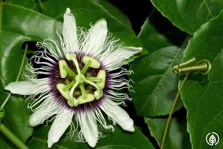 Pure maracuja oil benefits (passion fruit) include moisturizing skin, nourishing hair, reducing anxiety and promoting deeper sleep....