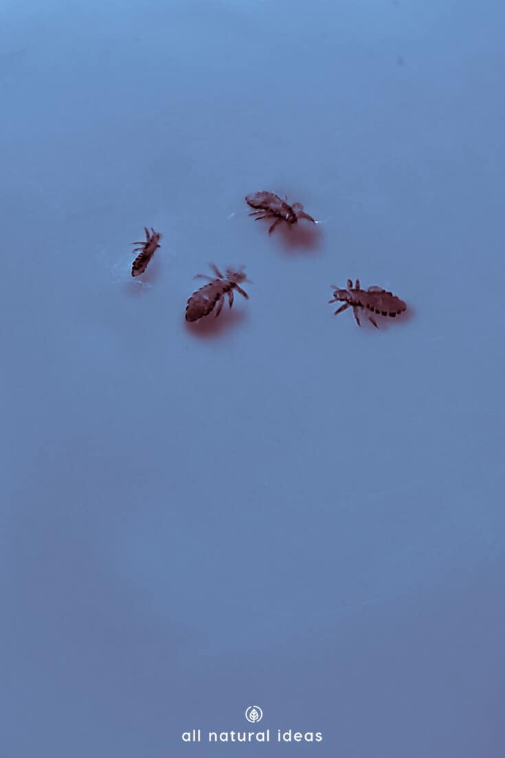 Is head lice a right of passage for kids, like getting chicken pox? Or, can natural remedies such as tea tree oil for lice prevention in shampoo work? Maybe your kid doesn't have to be kept from school if you apply it frequently to your child's scalp....