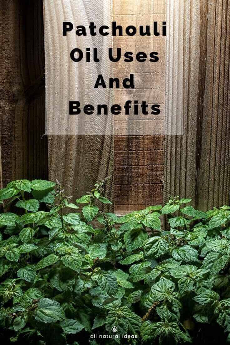 Patchouli oil is perhaps most well known for its earthy, natural fragrance. In other words, hippies love it. But beyond the Mother Nature scent, what are other patchouli oil uses and benefits?