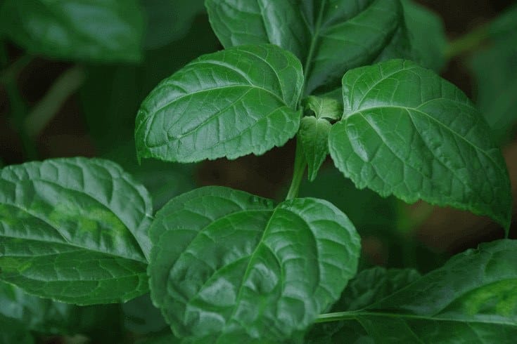 Patchouli oil is perhaps most well known for its earthy, natural fragrance. In other words, hippies love it. But beyond the Mother Nature scent, what are other patchouli oil uses and benefits?