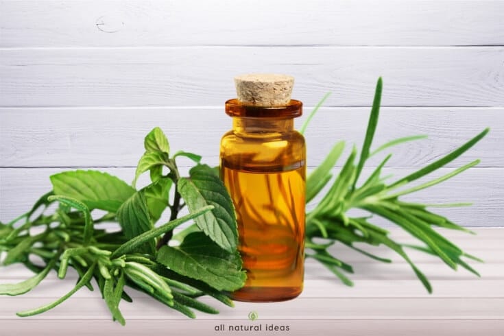 Is head lice a right of passage for kids, like getting chicken pox? Or, can natural remedies such as tea tree oil for lice prevention in shampoo work? Maybe your kid doesn't have to be kept from school if you apply it frequently to your child's scalp....