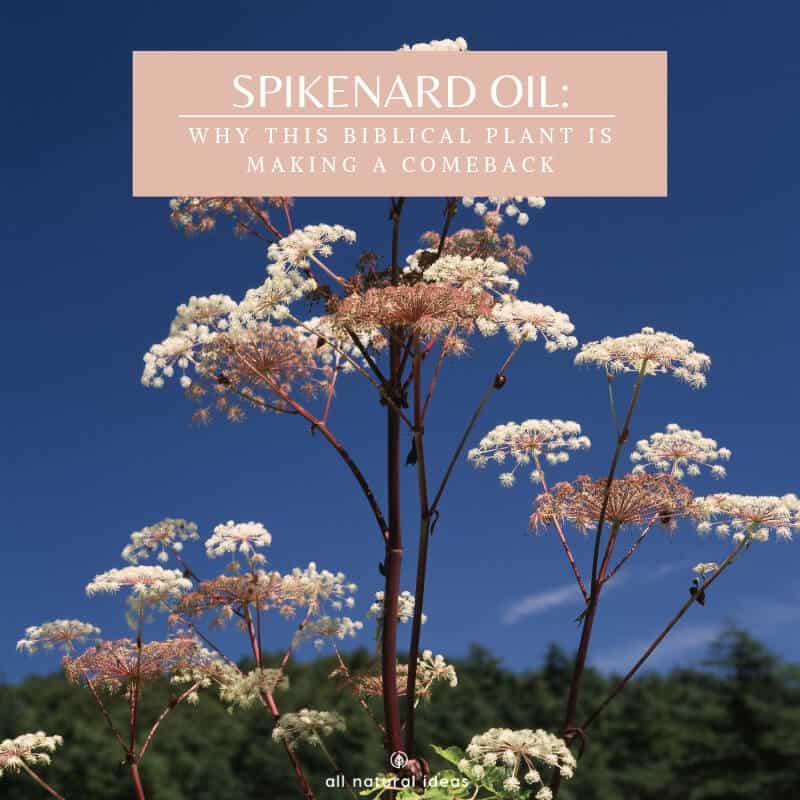 Celebrated as an expensive perfume in ancient times, spikenard oil today is used for more than smelling lovely. Discover the benefits of spikenard essential oil….